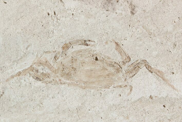 Fossil Pea Crab (Pinnixa) From California - Miocene #49803